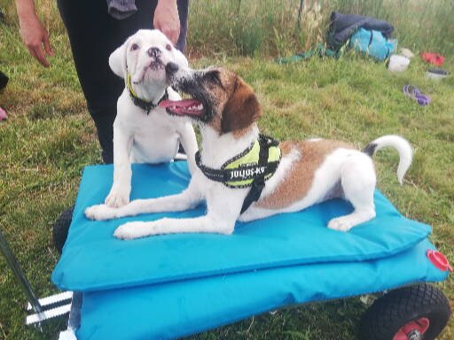 Dog ethik éducation canine