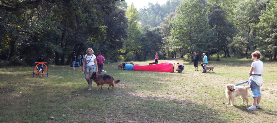 Sorties collectives d'éducation canine par Dog Ethik